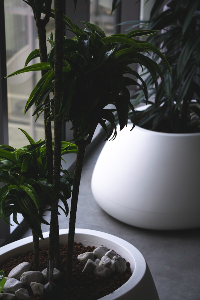 green plant on white ceramic pot